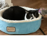 Cat yummy group