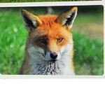 Foxolotal