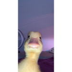 Dadyxchill21