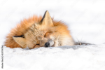 Team Furries Join Today