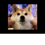 BUFF DOGGO