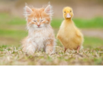 Ducks are the best!!!!!