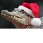 ~ gatorskies