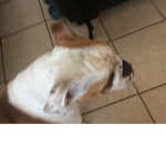 The Best Bulldogs Only Club