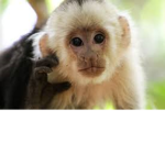 Ci ki Monkey Family