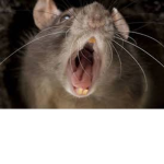 Lil Rats Group