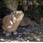 angelyns