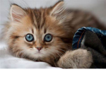 Cat Cafe :]