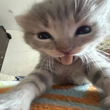 bleh