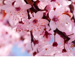 ---Mini Blossoms---