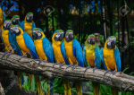 Parrot Mafia