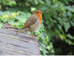 Robin in the rain and snow