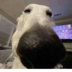 doodoo fart XD