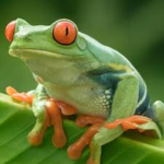 Frog empire