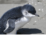 The penguin group official
