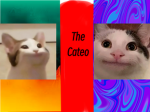 The Cateo