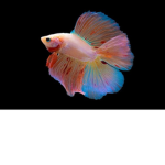 [BETTA FISH]FAN