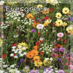 ୨ evergreen ୧