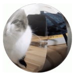Cat's United 2