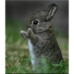 bunny luvers!