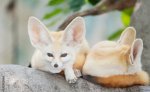 THE_FOX_CLUB84