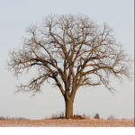 Lonely Tree Studios