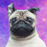 #TEAM PUG FOR LIFE