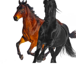 old town road fans