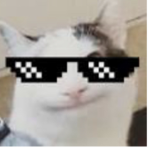 The fearless cat gang