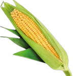 Corn's Games