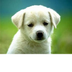 omg dog