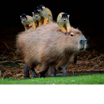 Capybara_Offical_Group