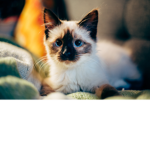 KittyPowerGroup!