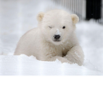 POLAR BEARS UNITED :)