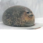 seal heaven