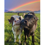 Cow Squad (moo republic)