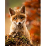 FoxBerry studio