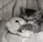 kitty’s dreamys