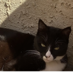 i love my cat whiskers
