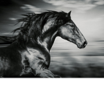 Horse riding (B&S)