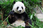Official Panda Parker Power Squad