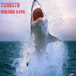 Sshark gang