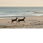 ~souther deerlings~