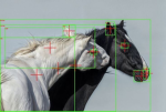 'hiyapaws Group Thumbnail