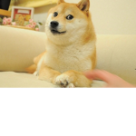 Doge kids