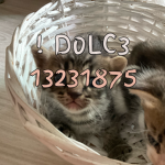 ! D0LC3