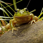 Ghost Frog Clothing