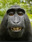 THE TRUE MONKEY CLUB
