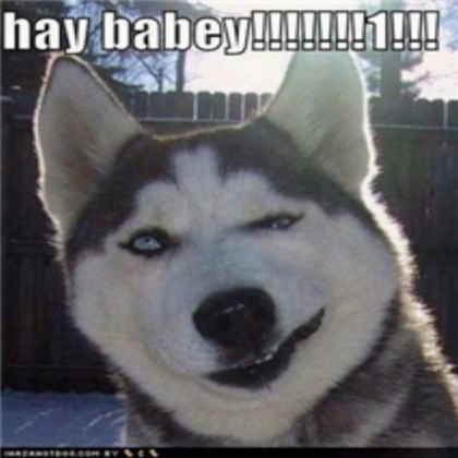 Funny dog Roblox decal