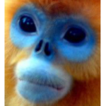 MONKEY LEGENDS